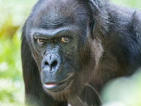 Mort de la femelle gorille Quarta au zoo de Bâle