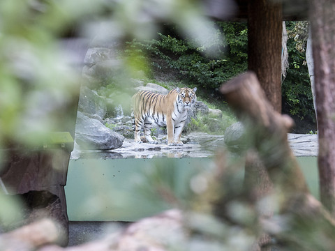 Attaque mortelle d'un tigre au zoo de Zurich: erreur de la victime