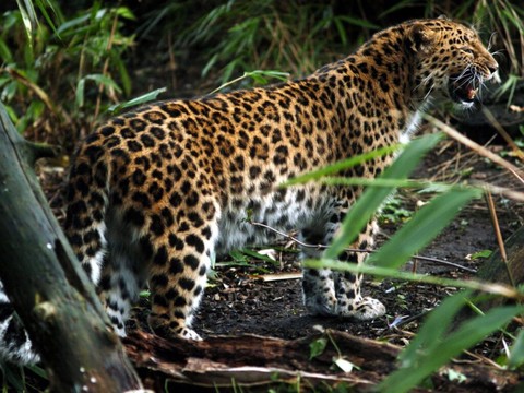 De rares images d'une femelle léopard de l'Amour et ses petits