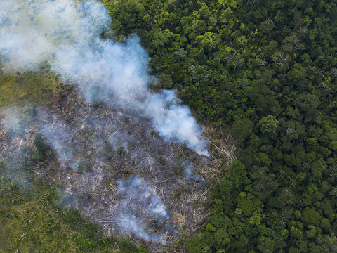 Forte hausse de la destruction de la forêt vierge tropicale en 2020