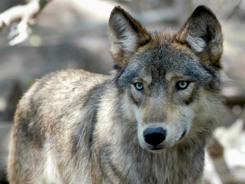 Les populations de loups doivent pouvoir être régulées plus rapidement