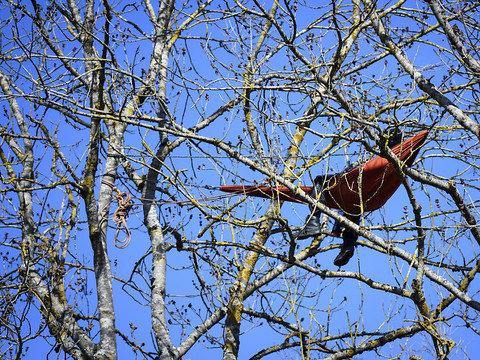 Inquiétudes autour des deux zadistes perchés dans les arbres