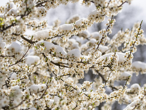 Le mois d'avril le plus froid jamais enregistré à Viège