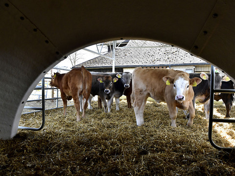 Engraisser des veaux avec moins d'antibiotiques, c'est possible