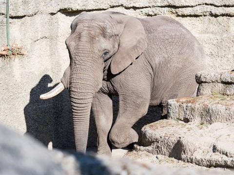 Arrivée d'un nouvel éléphant mâle au zoo de Bâle