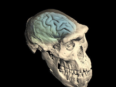 Le cerveau humain actuel est apparu il y a 1,7 million d'années