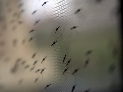 Craintes d'une résistance du paludisme aux traitements renforcées