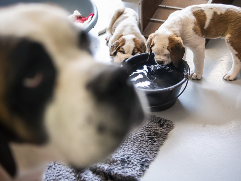 Davantage d'espace pour les chiens Saint-Bernard à Martigny (VS)