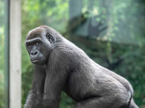 La femelle gorille Mawimbi a dû être euthanasiée