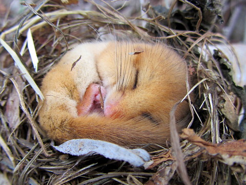 Les loirs hibernaient déjà il y a 34 millions d’années.