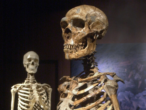 Des gènes de la créativité ont donné à Homo sapiens un avantage