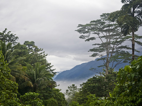 La superficie des forêts de nuage tropicales en recul