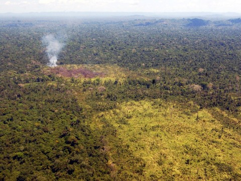 La forêt amazonienne brésilienne émettrice nette de carbone