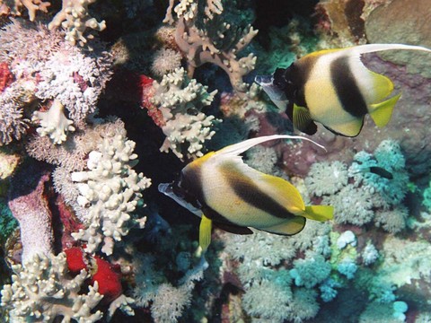 Les coraux de la mer Rouge passent leur 