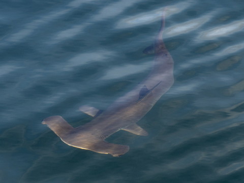Les requins se repèrent grâce au champ magnétique de la Terre