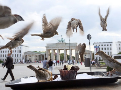 L'Allemagne assouplit les restrictions pour les personnes vaccinées