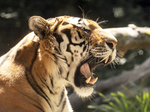 Un tigre en liberté retrouvé après une semaine de recherches