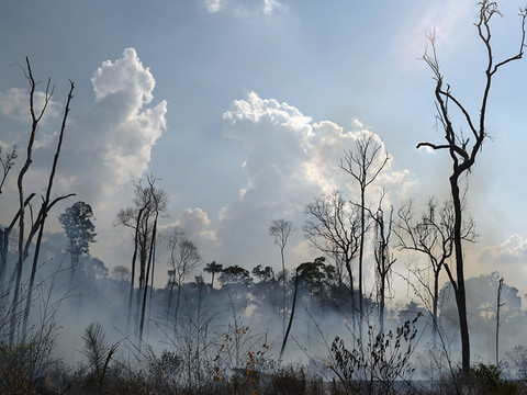 94% de la déforestation en Amazonie est illégale