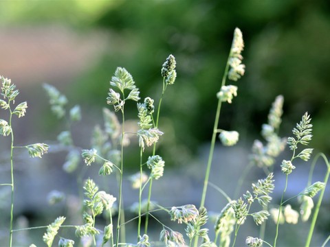 La haute saison des pollens commence avec les graminées
