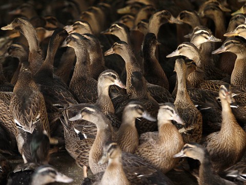 Arrêtez d'embrasser vos poulets, alertent les autorités américaines