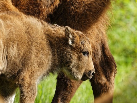 Naissance d'une petite bisonne à Suchy (VD)
