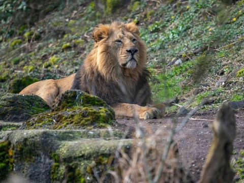 Le lion Radja a été euthanasié