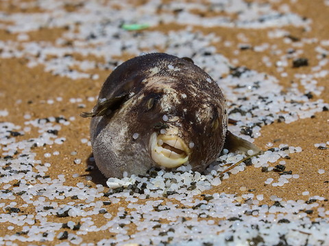 Colombo prêt à lutter contre une marée noire, 