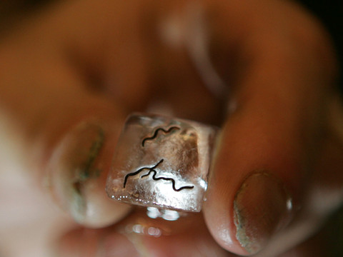 Un animal microscopique survit 24'000 ans dans le permafrost