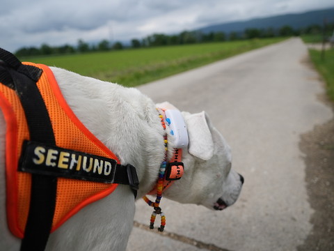 Des balises pour retrouver les clefs, le vélo ou... son chien