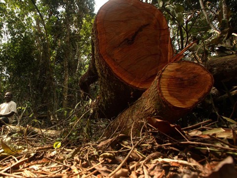 Face à la déforestation, la Guinée interdit la coupe de bois