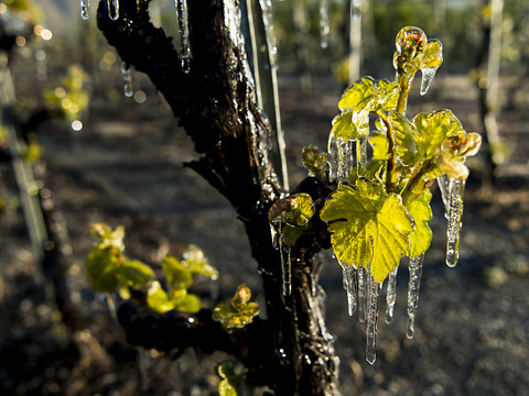 Gel dévastateur dans le vignoble français: réchauffement en cause