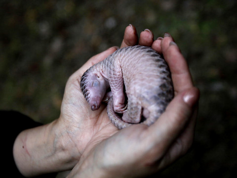 Vietnam: un défenseur des pangolins reçoit le 