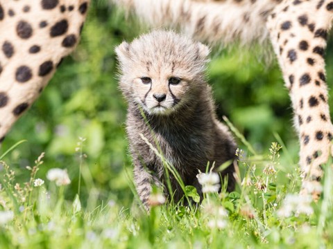 Naissance de deux guépards au zoo de Bâle