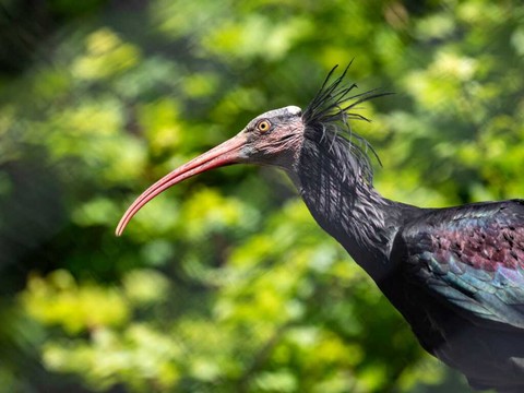 Le zoo de Zurich va relâcher trois ibis chauves dans la nature