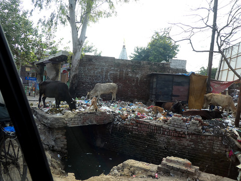 Des bactéries modifiées génétiquement pour détoxifier les déchets