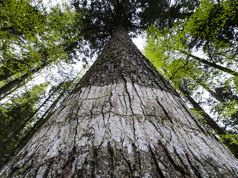 Les arbres poussent principalement dans l'obscurité