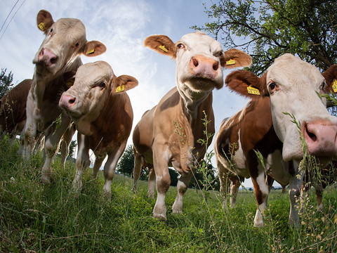 L'UE a échoué à réduire les émissions de CO2 dans l'agriculture