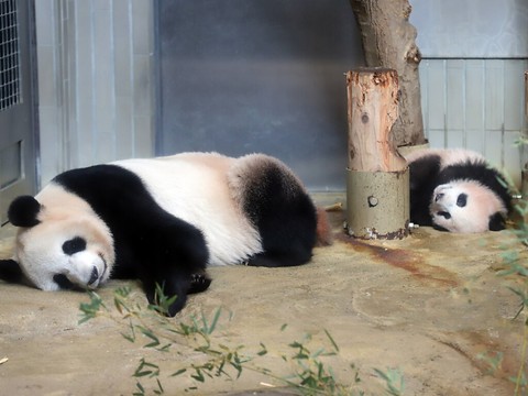 Des jumeaux pandas sont nés dans un zoo de Tokyo