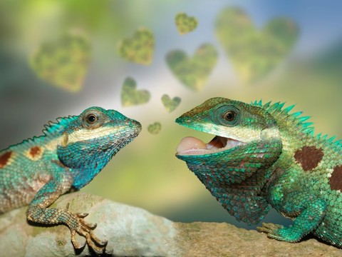 Trois nouvelles espèces de lézard à crête bleue décrites