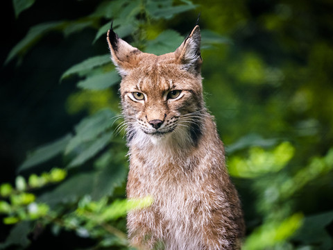 Le braconnage responsable de la faible densité de lynx en Valais
