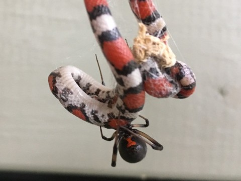 De nombreuses espèces d'araignées mettent des serpents à leur menu
