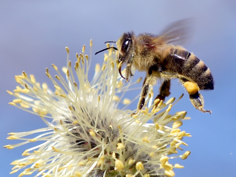 Abeilles: les 27 ouvrent la voie à d'autres efforts de protection