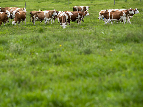 Un troupeau de vaches mères blesse une randonneuse dans le Jura