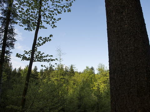 Le Parc naturel du Jorat obtient son label de la Confédération