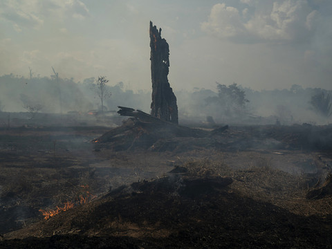 Brésil: nouveau record de déforestation en Amazonie en juin