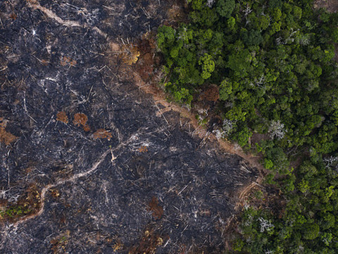 La BNS et la FINMA sommées d'agir face à la perte de biodiversité
