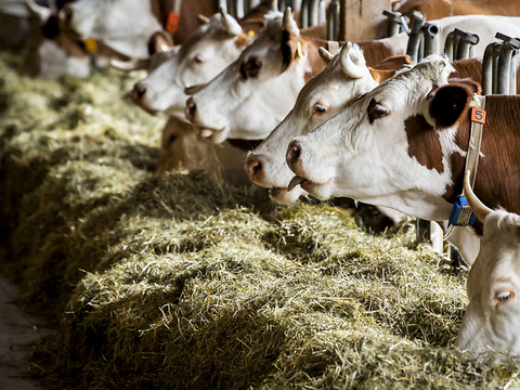 Fenaco s'attaque aux gaz des vaches par le fourrage