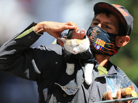 Le singe et le chat sont des réservoirs potentiels du virus