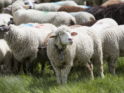 Attaques de loup: La société suisse d'économie alpestre préoccupée
