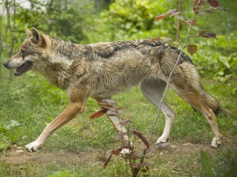 Le canton de Vaud veut tirer deux jeunes loups au Marchairuz